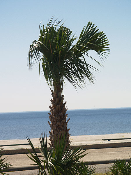 [palm-tree.jpg]
