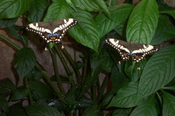 [2+butterflies.bmp]