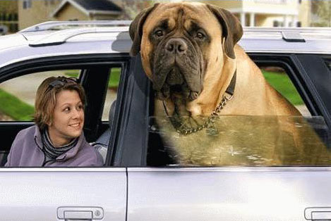 [dog.in.car.jpg]