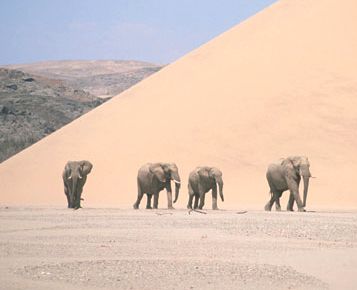 [planet_earth_elephants_in_desert.jpg]
