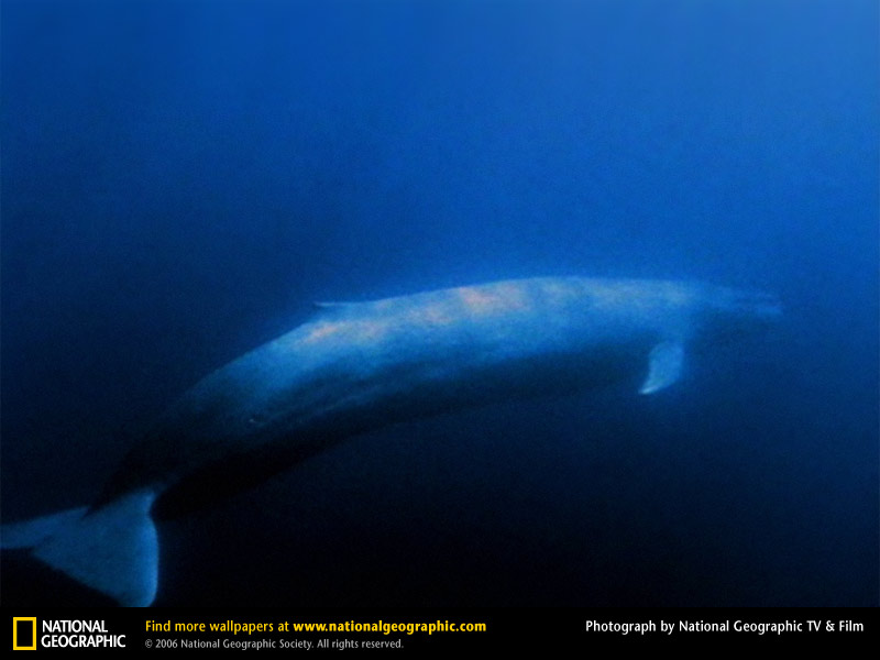 [blue-whale.jpg]