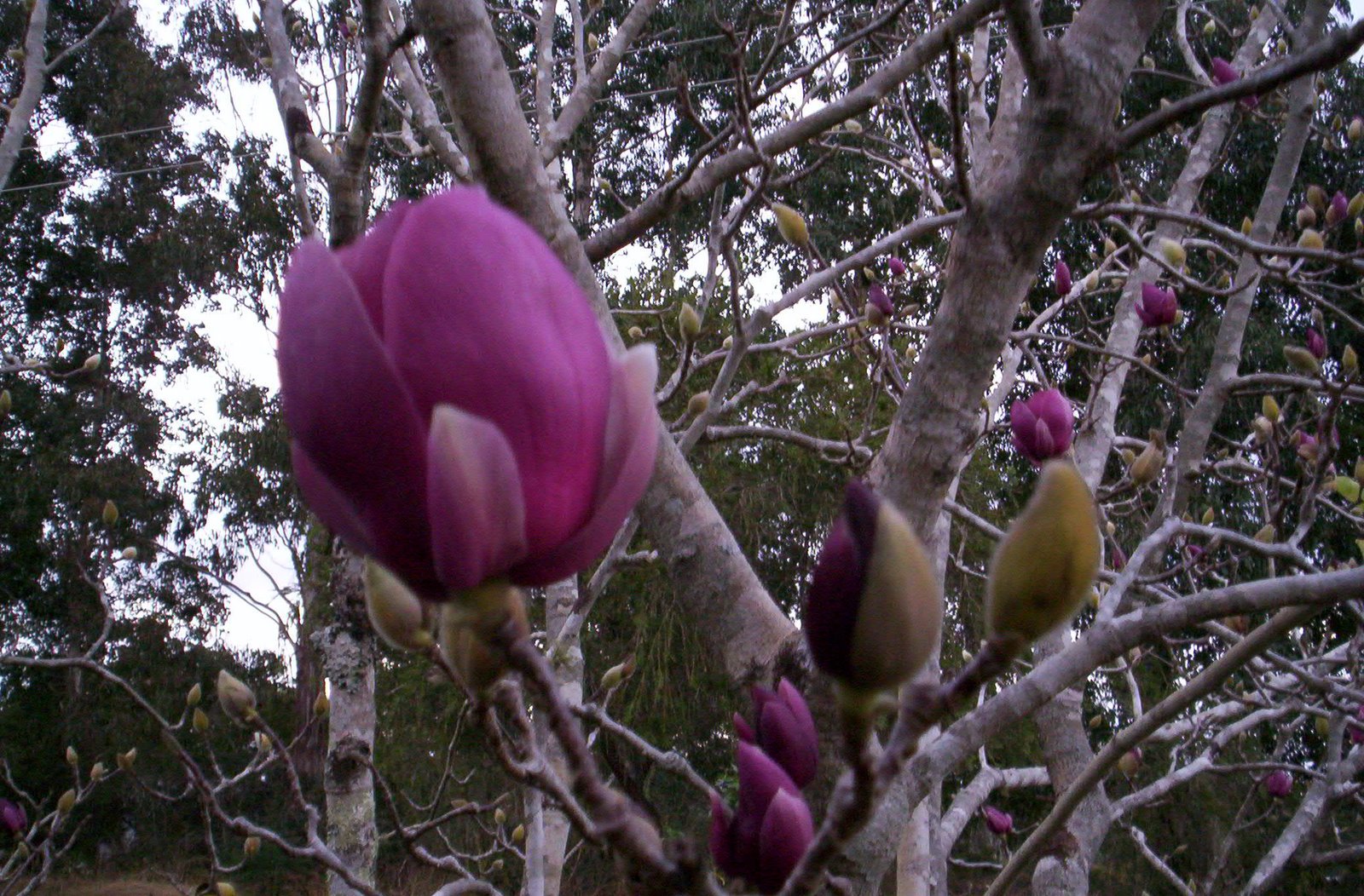 [magnolia+flower.JPG]
