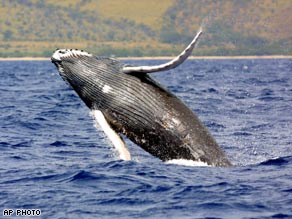 [whales.humpback.ap.jpg]