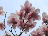 [Herbal-magnolia.gif]