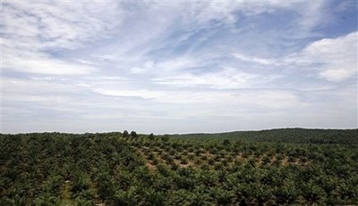 [Palm-oil-plantation.jpg]