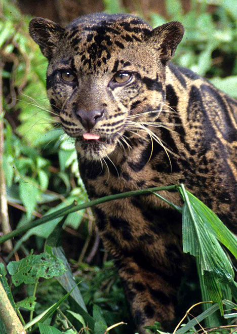 [Clouded+Leopard+From+Borneo+5.jpg]