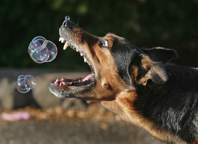 [bubbles_and_dog.jpg]