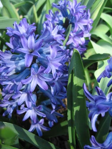 [hyacinths.jpg]