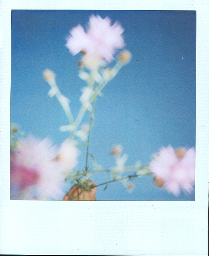 [flowers+polaroid.jpg]