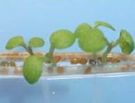 [Arabidopsis+thaliana.jpg]