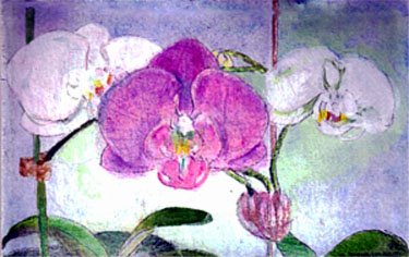 [Phalenopsis+orchids.jpg]