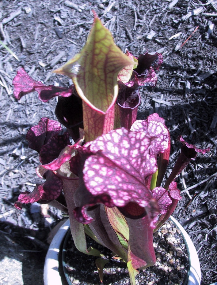 [pitcherplant.JPG]