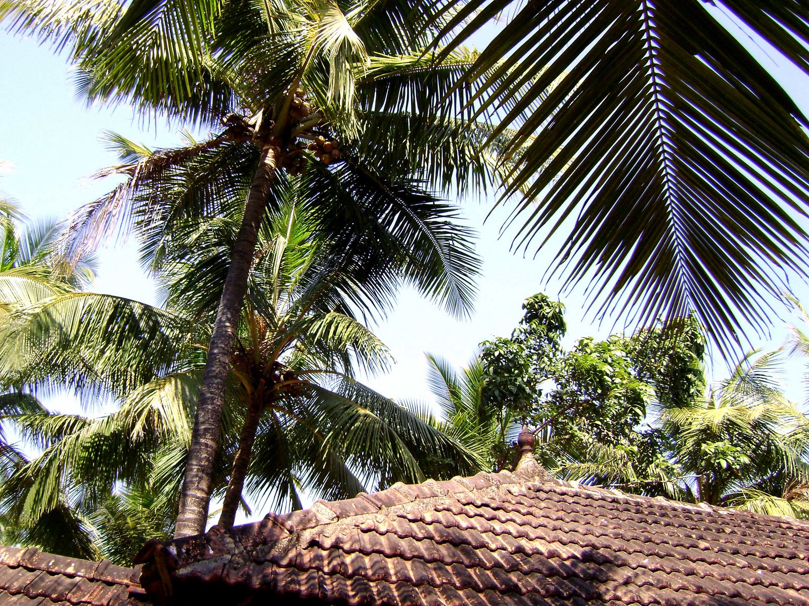 [coconut-tree-001.jpg]
