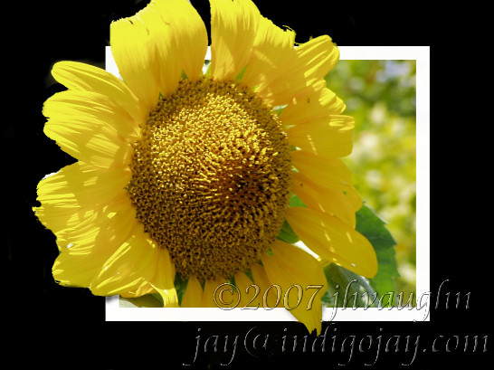 [sunflower_popout.jpg]