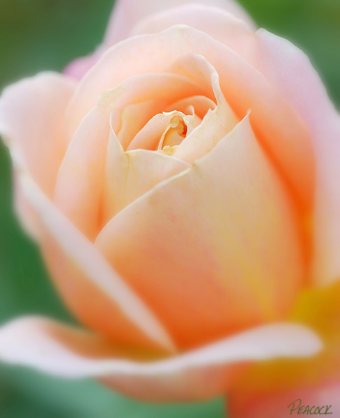 [peach+rose.JPG]