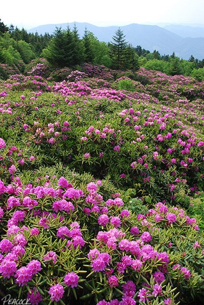 [Roan+Rhododendrons.jpg]