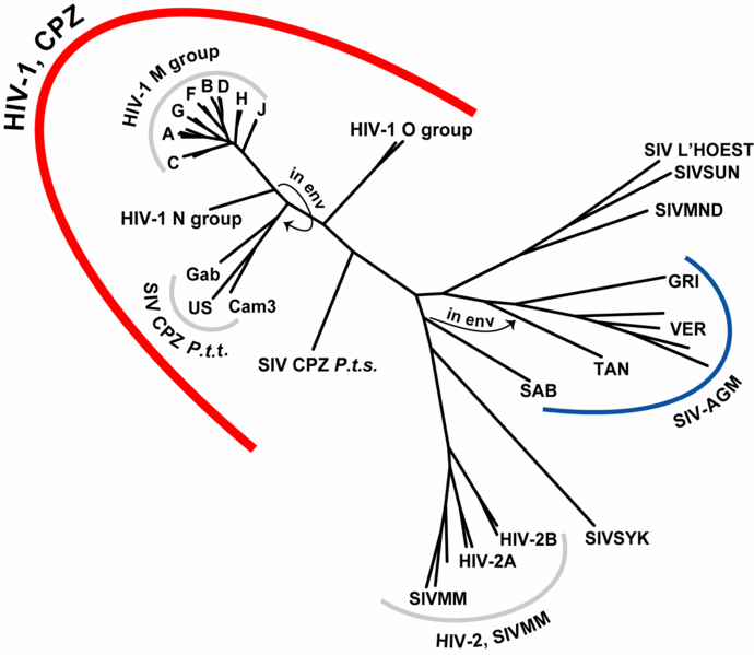 [HIV-SIV-phylogenetic-tree.png]