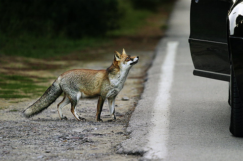 [fox+car.jpg]