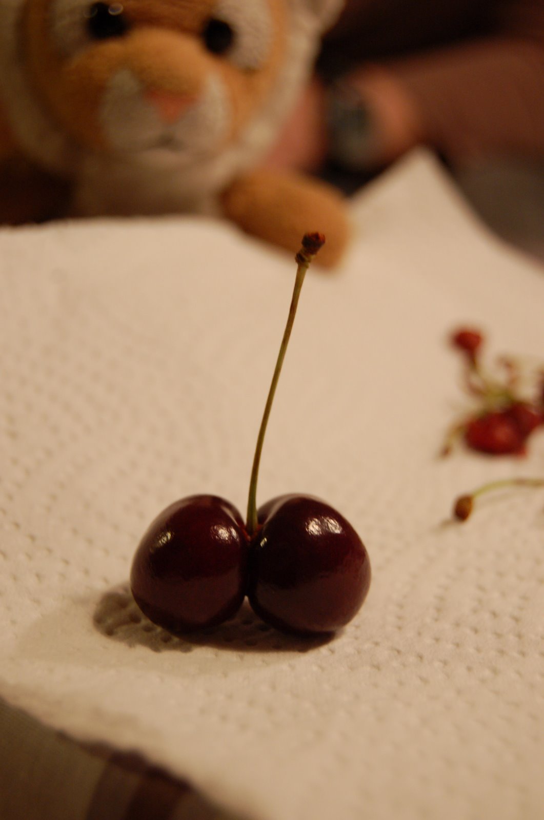 [Knut+&+cherry.JPG]