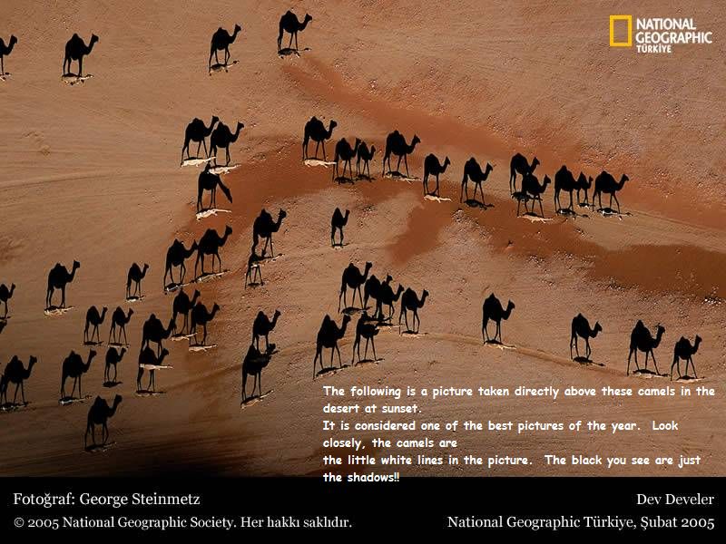 [Camels+at+sunset_pic02206.jpg]