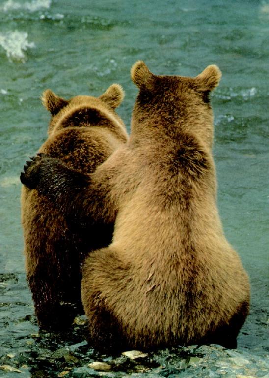 [Brown-Bears-Couple-By-River.Jpg]