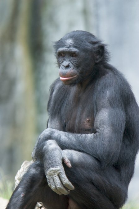 [Bonobo(davideppstein).jpg]