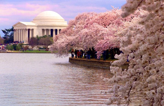 [Washington,DC+Cherry+Blossoms+2.jpg]
