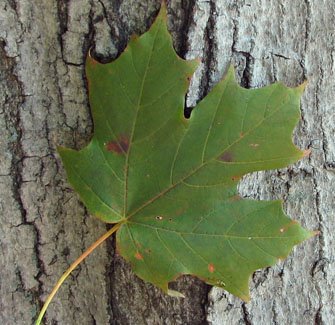 [maple+leaf.jpg]