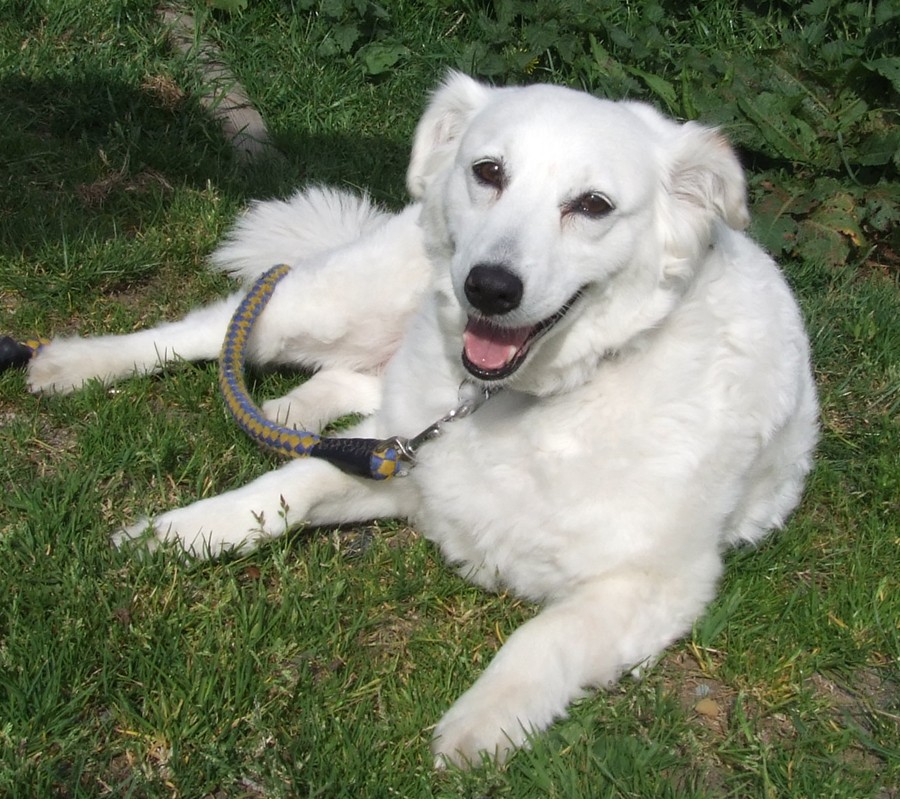 [Jessie+white+dog.jpg]