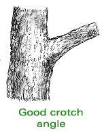 [good_crotch_angle.gif]