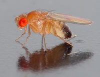 [Drosophila_melanogaster_-_side_(aka).jpg]