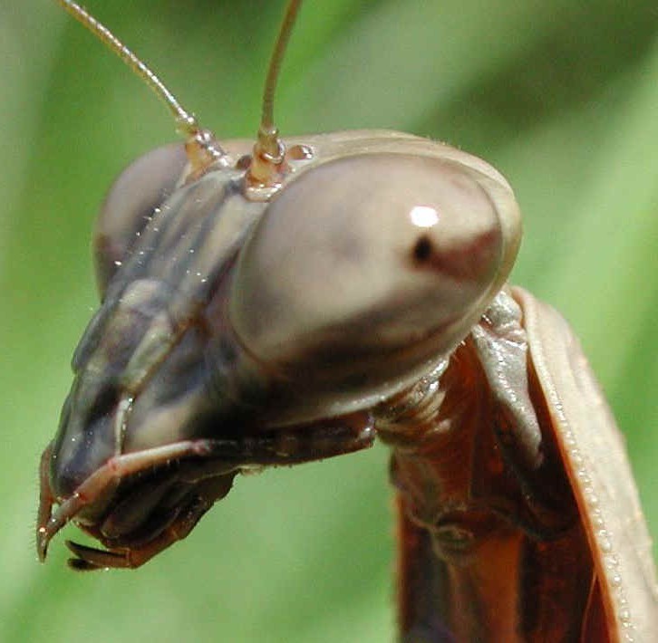 [glf-mantis-27b.jpg]