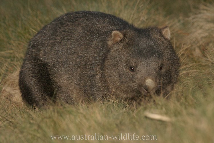 [Free-wombat-picture1.jpg]