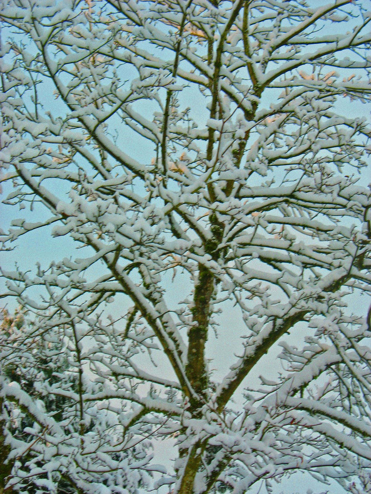[2006+11+27+Snow+Day+2+016_edited-1.jpg]