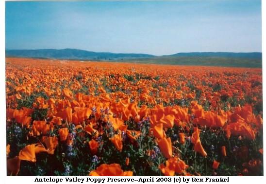 [re-antelope+valley+poppies+4-2003.jpg]