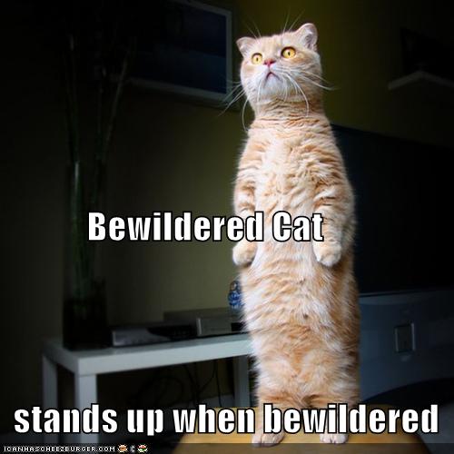 [bewildered+cat.jpg]