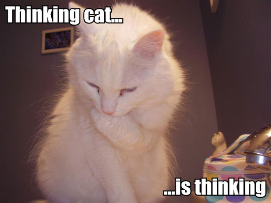 [thinking-cat-is-thinking.jpg.jpe]