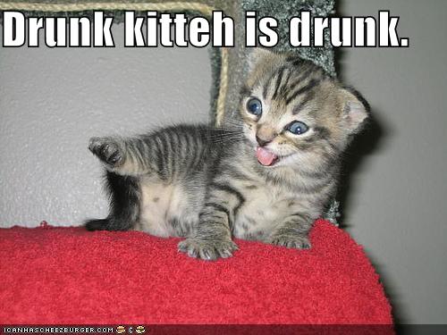 [drunk-kitten.jpg]