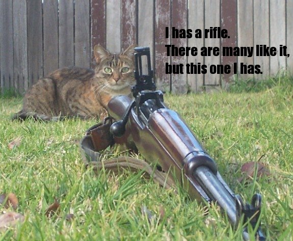 [rifle+cat.jpg]
