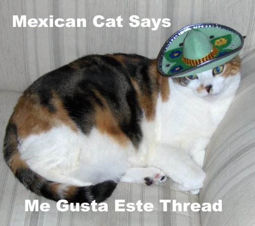 [mexican+cat.jpg]