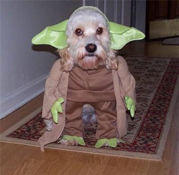 [Dog_dressed_as_Yoda.JPG]