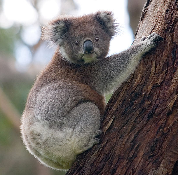 [610px-Koala_climbing_tree.jpg]