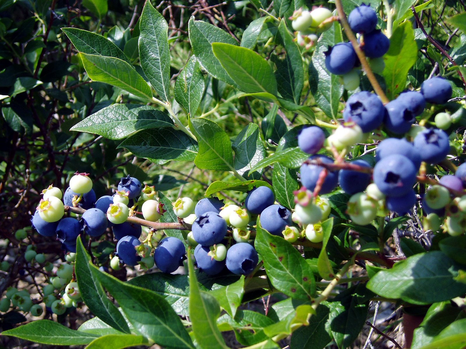 [Blueberries2004-4-full.jpg]