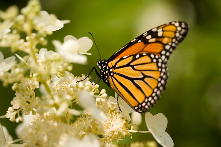 [butterfly:monarch.jpg]