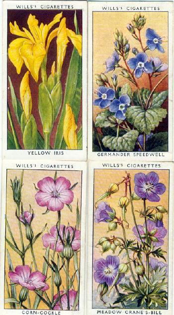 [cigarette_card_wills_wild_flowers_a_series_1936.jpg]