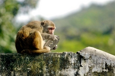 [MonkeyPlateIndia.jpg]