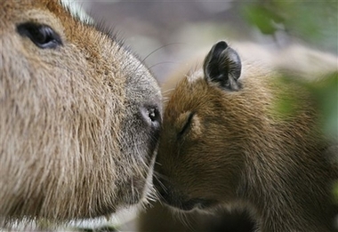 [CapybaraWaterPigs.jpg]