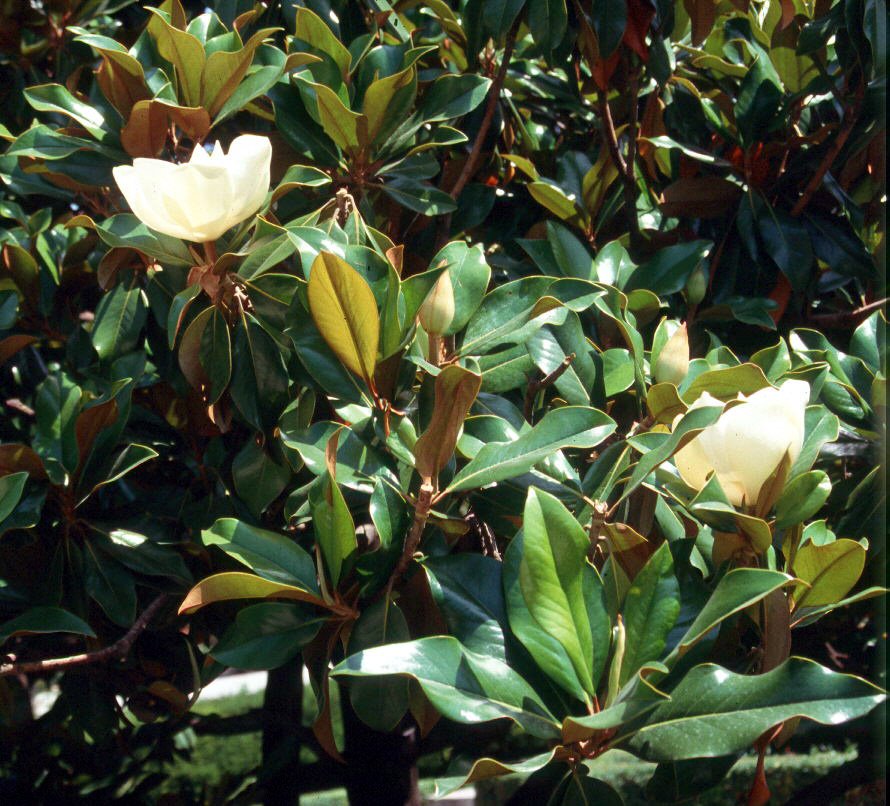 [magnolio_1.jpg]