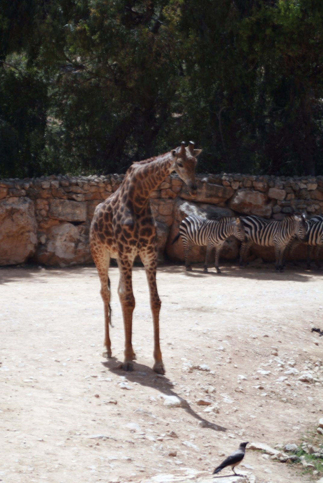 [Giraffe+-+Zebra.jpg]
