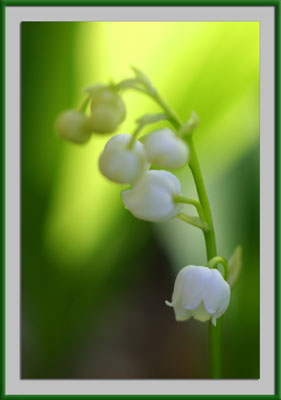 [lily-of-the-valley.jpg]